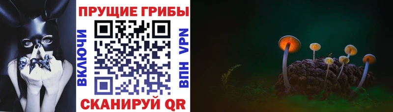 OMG вход  Лангепас  Галлюциногенные грибы Cubensis 